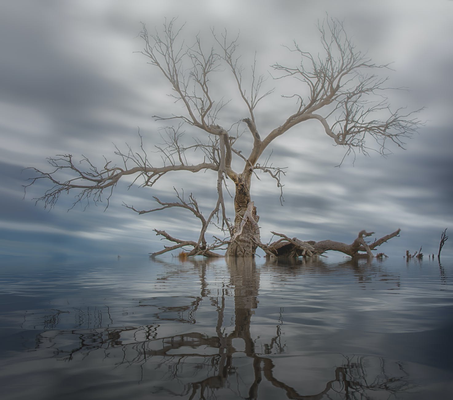 Leafless tree in water. A flood is an event that can cause trauma.