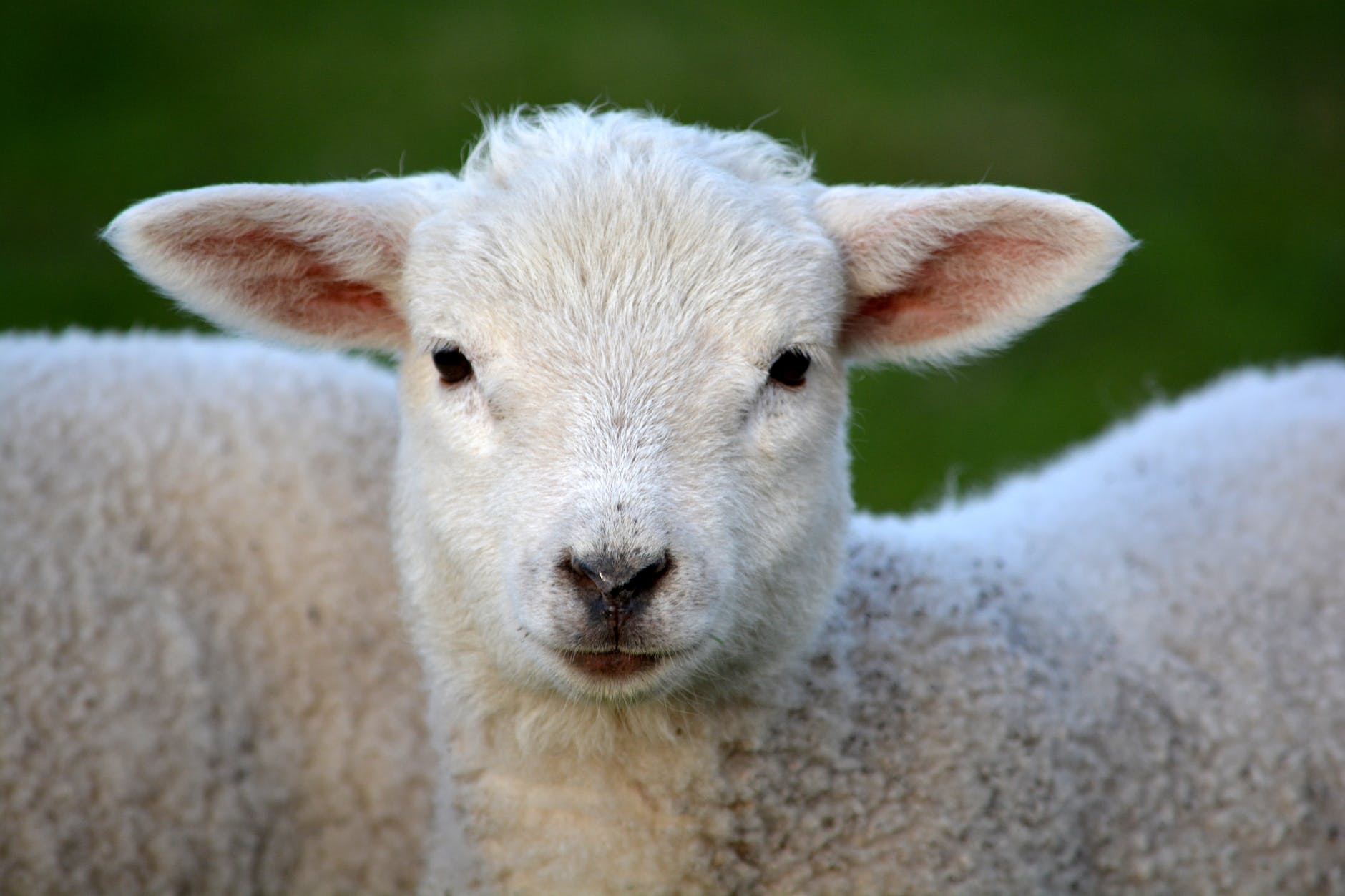 White coated lamb. Nathan told David a parable about a lamb.